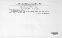 Rhytisma salicinum image